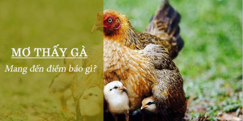 Nằm mơ thấy gà màu trắng